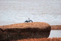 Diversas especies de aves aprovechan la abundancia de alimento que ofrecen las caídas de agua. La garza azul, Florida caerulea, es una de las aves más comunes en inmediaciones de las caídas de agua de la Amazonia y la Orinoquia colombianas.
