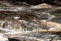 Una garza patiamarilla, Egretta thula, al acecho de alguna presa en las aguas turbulentas de un afluente del río Vaupés.
