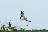 Las aves oportunistas que acuden a los raudales en busca de alimento, suelen ser presa fácil para el águila coliblanca, Buteo albicaudatus. 