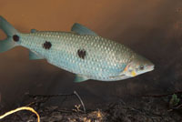Algunos peces como los bocachicos, Prochilodus spp., realizan largas migraciones desde las ciénagas de las tierras bajas, hasta las estribaciones de la cordillera andina.
