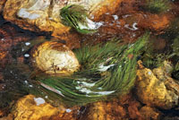 Algunas plantas acuáticas se han adaptado a vivir en ambientes de gran turbulencia, modificando sus raíces mediante estructuras muy robustas para adherirse a las rocas.