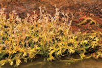 Algunas plantas acuáticas se han adaptado a vivir en ambientes de gran turbulencia, modificando sus raíces mediante estructuras muy robustas para adherirse a las rocas.