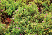 Los ciclos de vida de muchas plantas se han adaptado a los cambios en el nivel de las aguas y pueden soportar, tanto las épocas de mayor caudal, como la falta de humedad que se presenta en tiempos de sequía.