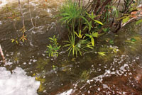 Los ciclos de vida de muchas plantas se han adaptado a los cambios en el nivel de las aguas y pueden soportar, tanto las épocas de mayor caudal, como la falta de humedad que se presenta en tiempos de sequía.