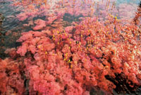 Los vivos colores de la Macarenia clavigera le dan los tonos tornasolados característicos del lecho de varias quebradas de las serranías de La Lindosa y La Macarena.