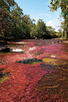 Los vivos colores de la Macarenia clavigera le dan los tonos tornasolados característicos del lecho de varias quebradas de las serranías de La Lindosa y La Macarena.