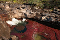 Caño Cristales, en la Serranía de La Macarena, con sus formaciones rocosas y sus plantas acuáticas de vivos colores, es uno de los lugares más emblemáticos de la Orinoquia colombiana.