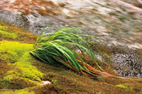 Ciertos musgos y otras plantas se desarrollan únicamente en lugares que se mantienen saturados de humedad. 