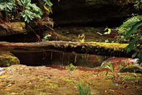 En cercanía de las caídas de agua abundan musgos y plantas epífitas que aprovechan el microclima generado por el vapor. 