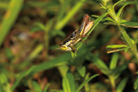 Las condiciones atmosféricas generadas por los saltos de agua permiten la diversidad de insectos, anfibios y otros animales que dependen de la humedad.