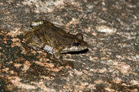 Las condiciones atmosféricas generadas por los saltos de agua permiten la diversidad de insectos, anfibios y otros animales que dependen de la humedad.