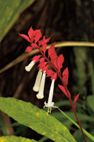 En el microclima de las caídas de agua se presentan a veces algunas plantas poco comunes en otros lugares. 