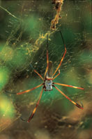 Las araas suelen tender sus redes para interceptar a los insectos en su vuelo hacia las flores.