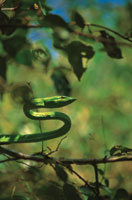 Una serpiente bejuquillo, Oxybelis aeneus, al acecho entre el follaje de un arbusto.