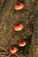 Los hongos contribuyen a transformar la materia orgnica en nutrientes reutilizables por las plantas del bosque.