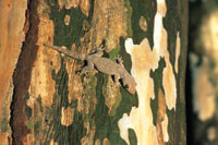 Una largartija gekko se mimetiza con el tronco.