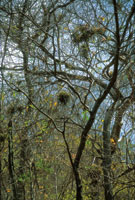En la poca seca  los estratos intermedios del bosque estn dominados por epfitas y bejucos.