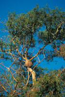 Los rboles de los estratos superiores suelen poseer hojas pequeas, como una forma de adaptacin a las condiciones extremas de insolacin e intensidad del viento.