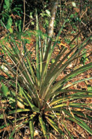 La piuela, Bromelia pinguin, es una especie caracterstica del estrato basal del bosque seco tropical.