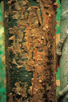 Resbalamono, Bursera simaruba.