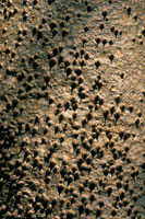 Ceiba espinosa, Ceiba aesculifolia.