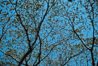 El caracol, Anacardium excelsum, invierte gran cantidad de energa en la produccin masiva de flores y semillas.