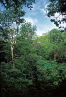 Los claros en el bosque crean microambientes que promueven el incremento de la diversidad de plantas.