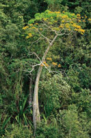 La bonga o majagua es un rbol caracterstico del bosque seco tropical y se destaca por la forma abultada de su tronco.