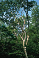 Con el tiempo, los bosques secundarios pueden  alcanzar por s solos un desarrollo estructural similar al de los bosques primarios, si no son sometidos a grandes perturbaciones