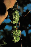 Multitud de especies han desarrollado estrategias para vivir en ambientes especficos. Detalle de una liana del gnero Paullinia.