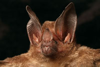 El bosque seco tropical esconde an muchos secretos y es fuente potencial de insospechados recursos genticos.