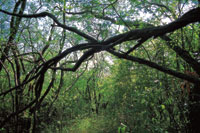 Las leguminosas arbreas, como el dividivi, Cibidia coriaria, y el trupillo, Prosopis juliflora, predominan en los estratos intermedios