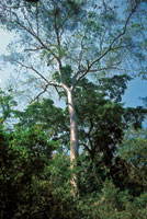 La ceiba espinosa, Ceiba aesculifolia, es uno de los rboles ms frecuentes en el estrato  emergente.