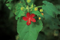 A la sombra de los rboles, las plantas del sotobosque exhiben sus vistosas flores para atraer a los insectos.