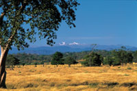 Los bosques secos y las sabanas que formaron un amplio mosaico en la planicie del Caribe, han sido transformados en pastizales para ganadera. Al fondo, la Sierra Nevada de Santa Marta.