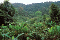 La zona costera del Pacfico colombiano y la regin de Urab fueron parte de un extenso corredor seco durante el Pleistoceno. La vegetacin xeroftica predominaba donde actualmente se localiza la selva hmeda.