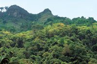 Remanente de bosque seco en el municipo de Piedras en el sector de Camao, departamento del Tolima