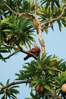 A pesar del reducido tamao de los bosques secos del valle del Magdalena y de la intervencin a la que han sido sometidos, an se observan elementos caractersticos de la fauna, como esta paloma o trtola, Columbina talpacoti.