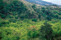 En el Valle del Cauca los remanentes de bosque seco tropical en ocasiones comparten su hbitat con guaduales.