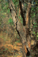 En el estrato superior del bosque seco predominan el jobo, el indio desnudo, el mamn de leche, la ceiba espinosa; en el estrato arbreo inferior, el trupillo, el bano, el dividivi y los bejucos leosos, entre otros