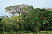 A pesar del alto grado de intervencin de los bosques an se aprecian ceibas majestuosas. Luruaco, departamento de Atlntico.