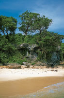 Vegetacin achaparrada en el bosque seco de la pennsula de Bar, departamento de Bolvar.