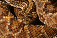 La serpiente mapan,  un animal venenoso caracterstico del bosque seco tropical.