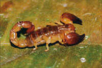 El alacrn,un animal venenoso caracterstico del bosque seco tropical.
