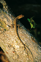 Los pequeos reptiles, como las lagartijas, son los vertebrados que mejor se han adaptado a las condiciones del bosque seco. Individuo adulto del gnero Anolis.