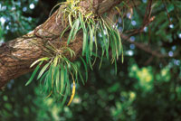 Las orqudeas son epfitas comunes en las zonas ms abrigadas de los bosques de Providencia.