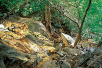 Los bosques secos son fundamentales para la conservacin de las fuentes de agua.