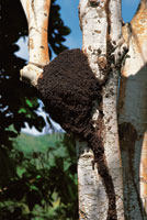 Colonia de termitas sobre un tronco de guayacn.
