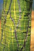 A partir de la corteza de la majagua los pescadores de Taganga elaboraban sus aparejos.