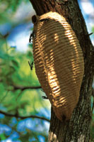 Nido de avispas construido sobre un tronco.